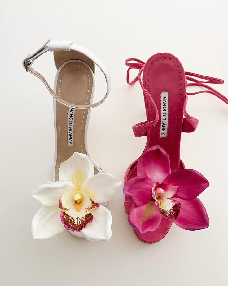 Cymbidium evening sandal